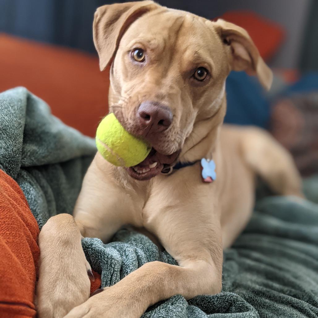 Enlarge Beatrice 21303, a Adoptable mixed breed in Minneapolis, MN image 3/4