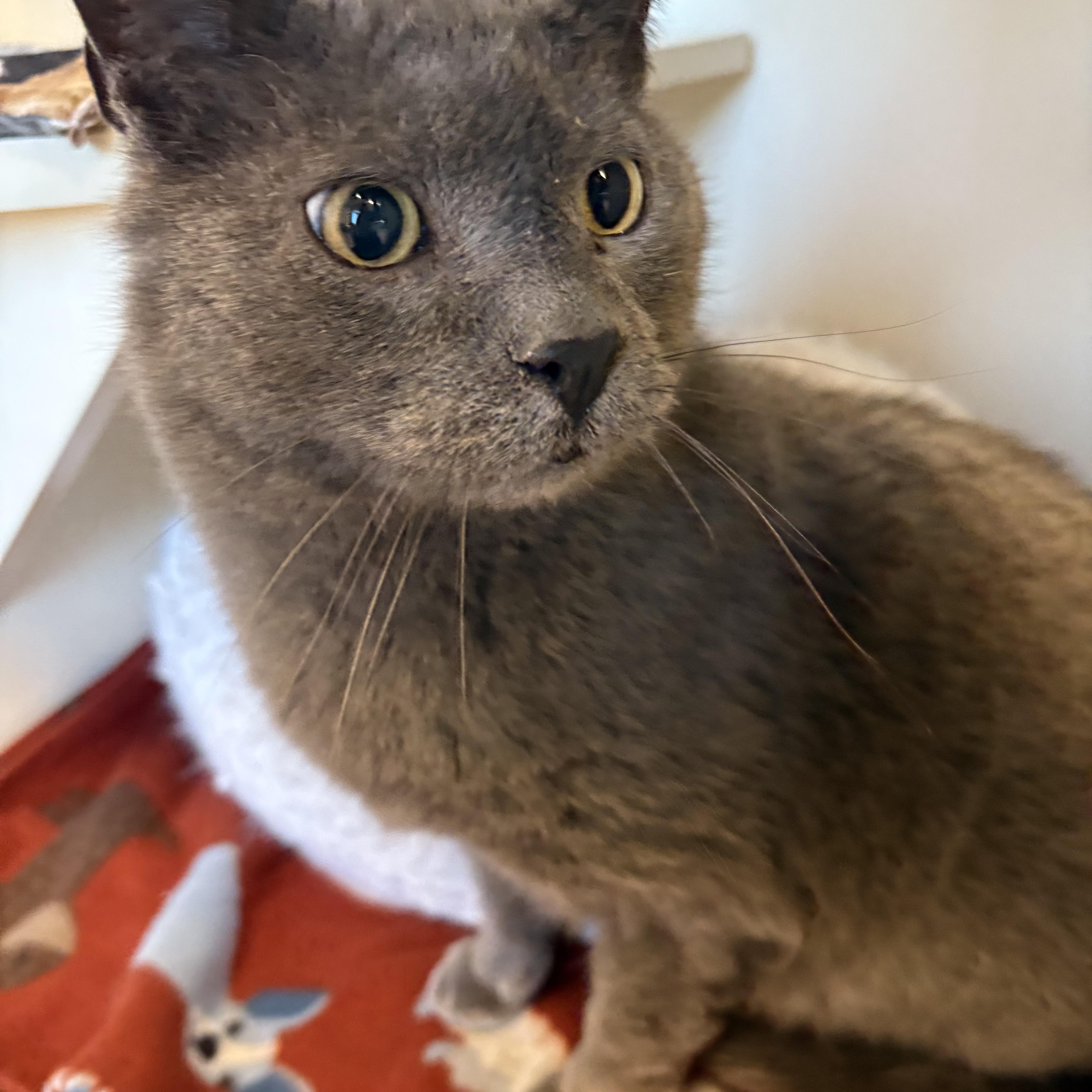 Franklin, ADOPTABLE, Senior Male Domestic Short Hair.