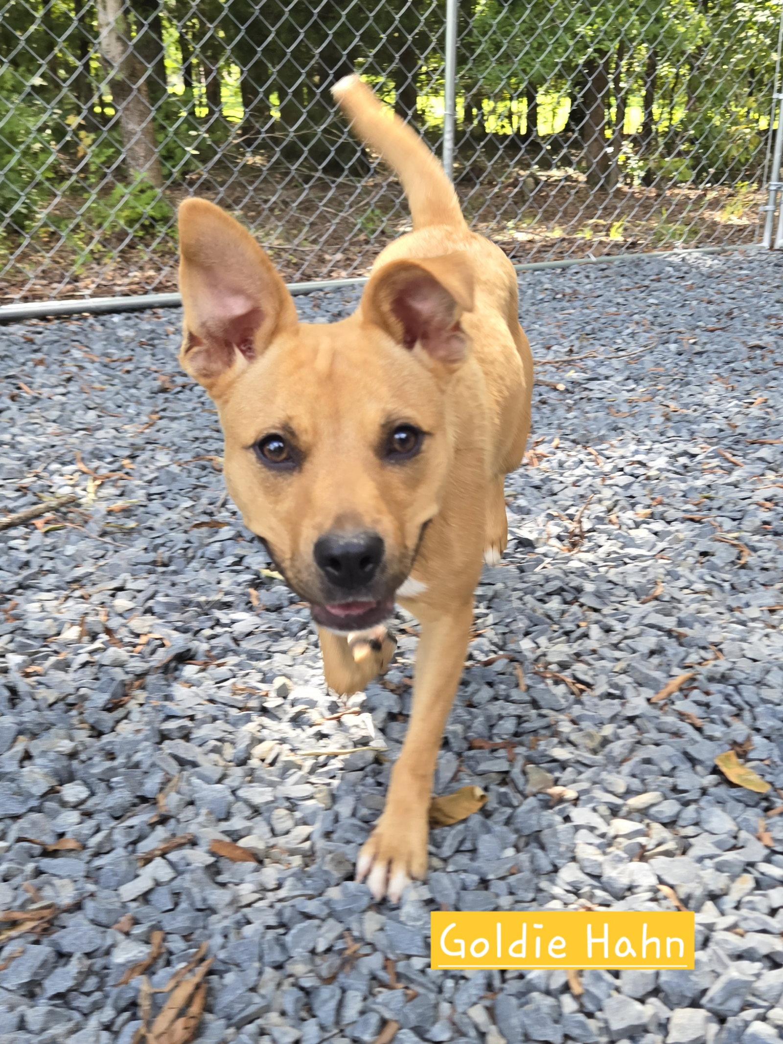 Enlarge Goldie, a Adoptable mixed breed in Albemarle, NC image 2/3