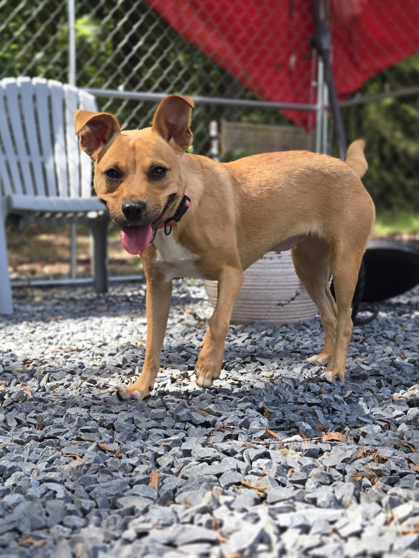 Enlarge Goldie, a Adoptable mixed breed in Albemarle, NC image 3/3