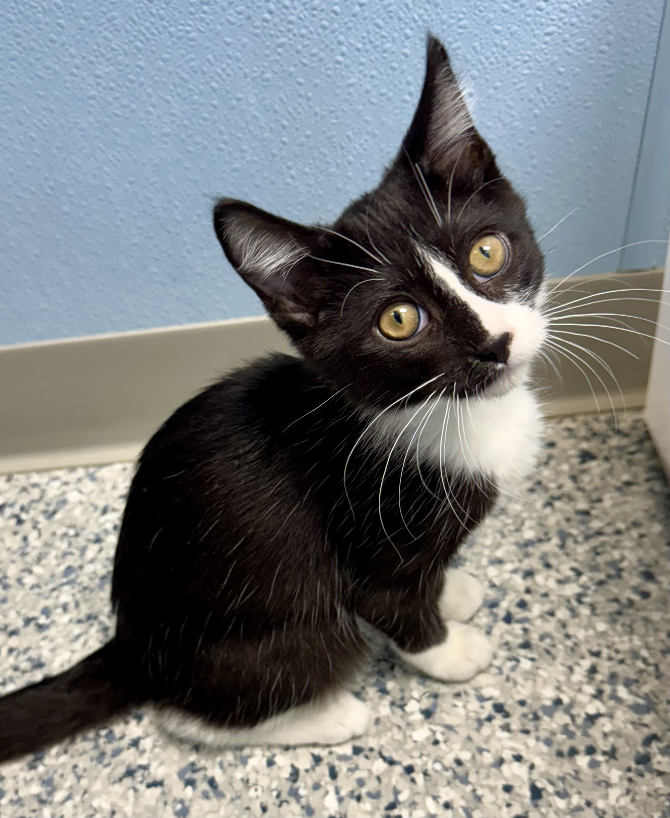 Merlin