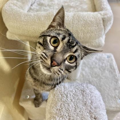 Bob, Adoptable, Adult Male Domestic Short Hair & Domestic Short Hair.