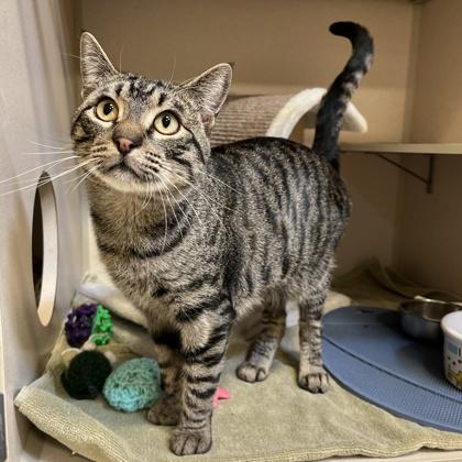 Enlarge Bob, a Adoptable mixed breed in New Hope, PA image 3/3