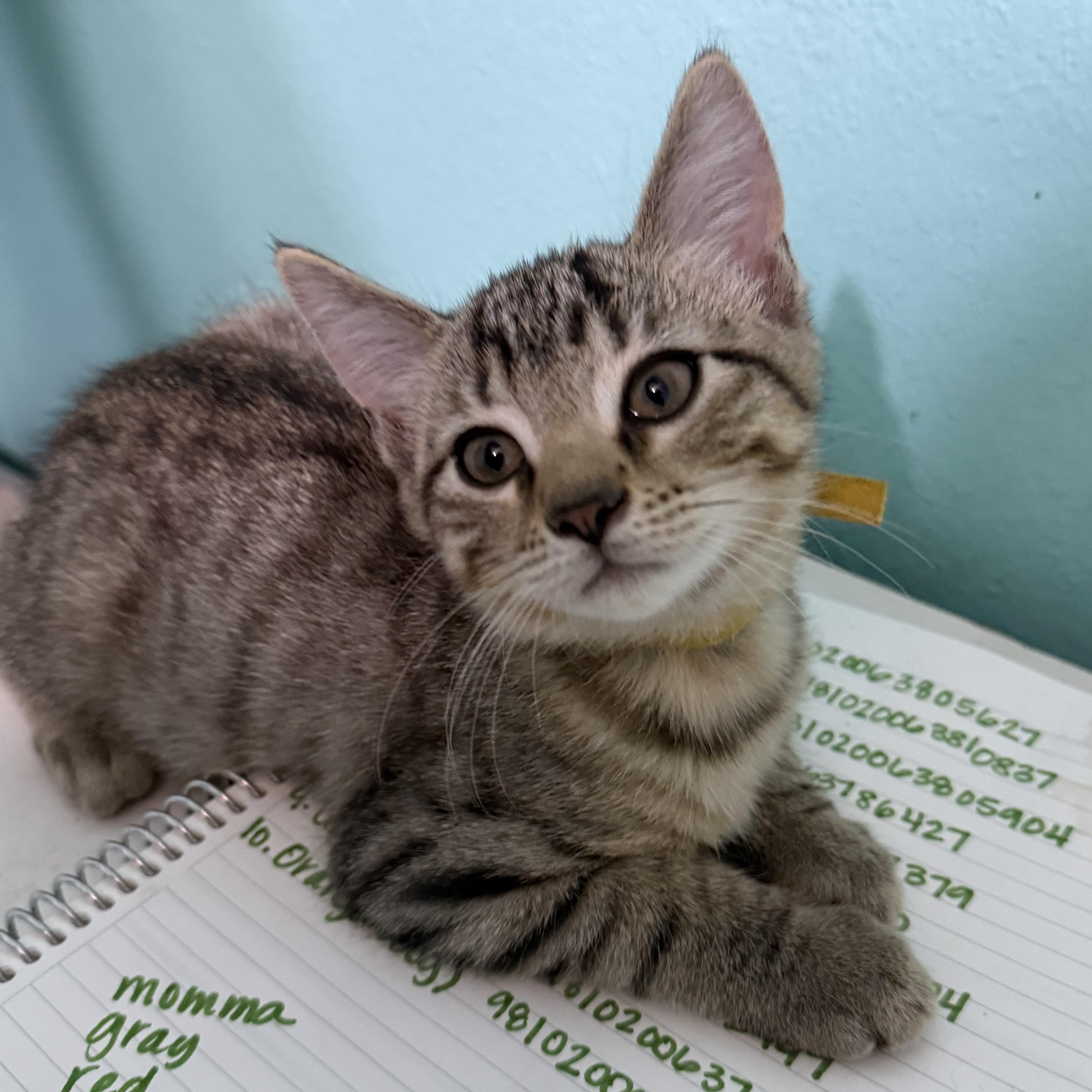 Benedict, Adoptable, Kitten Male Domestic Short Hair & Tabby.
