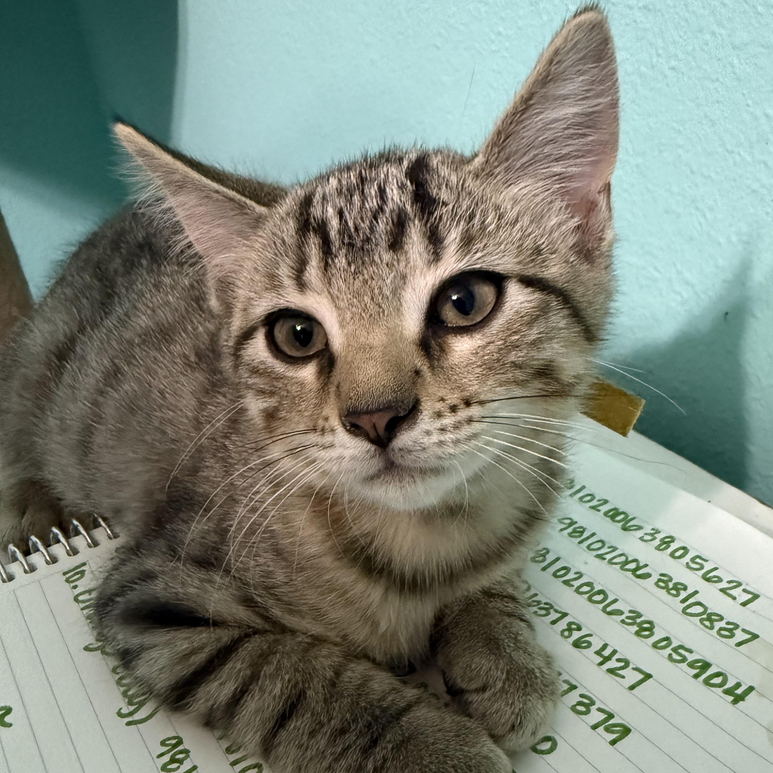 Enlarge Benedict, a Adoptable mixed breed in Omaha, NE image 3/4