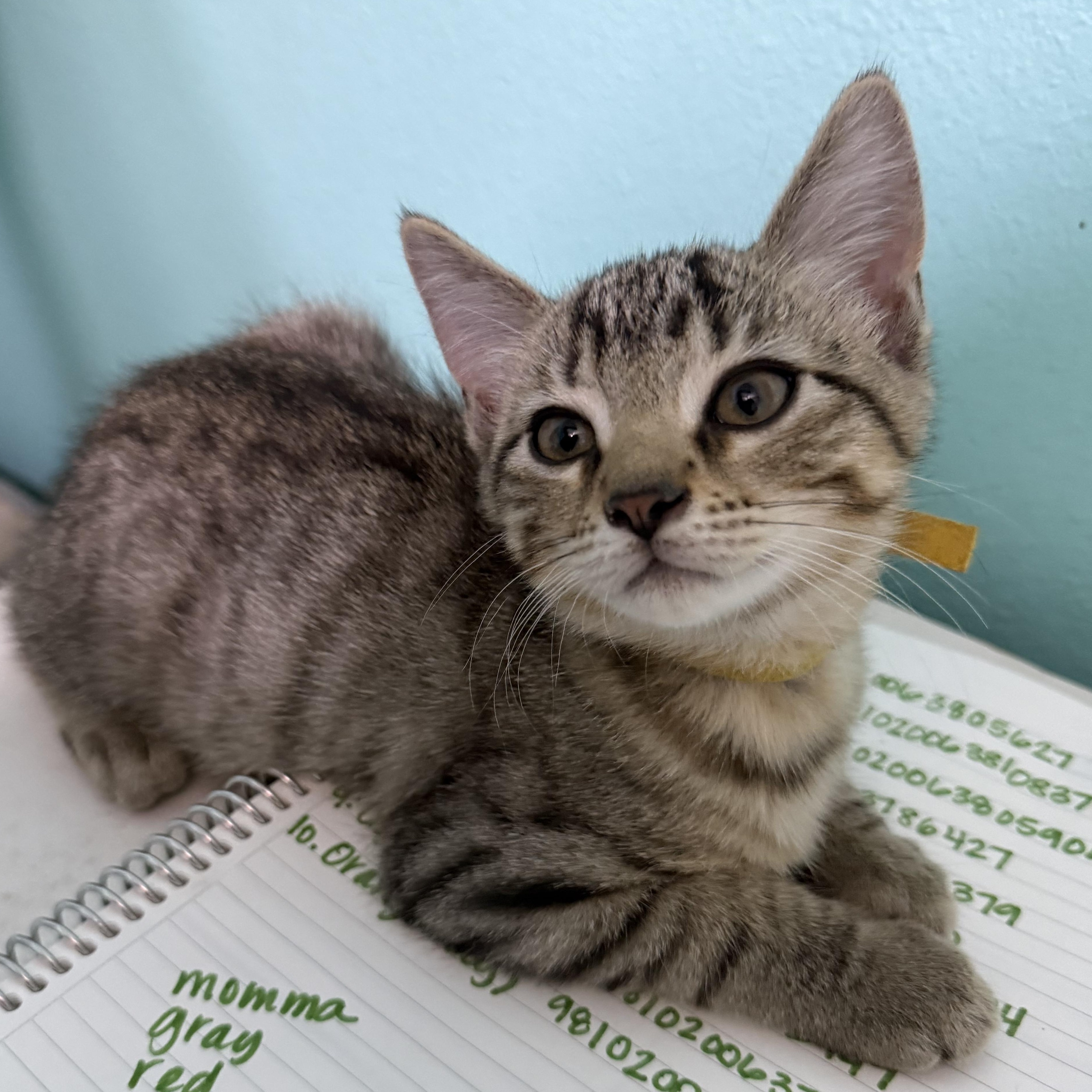 Enlarge Benedict, a Adoptable mixed breed in Omaha, NE image 4/4