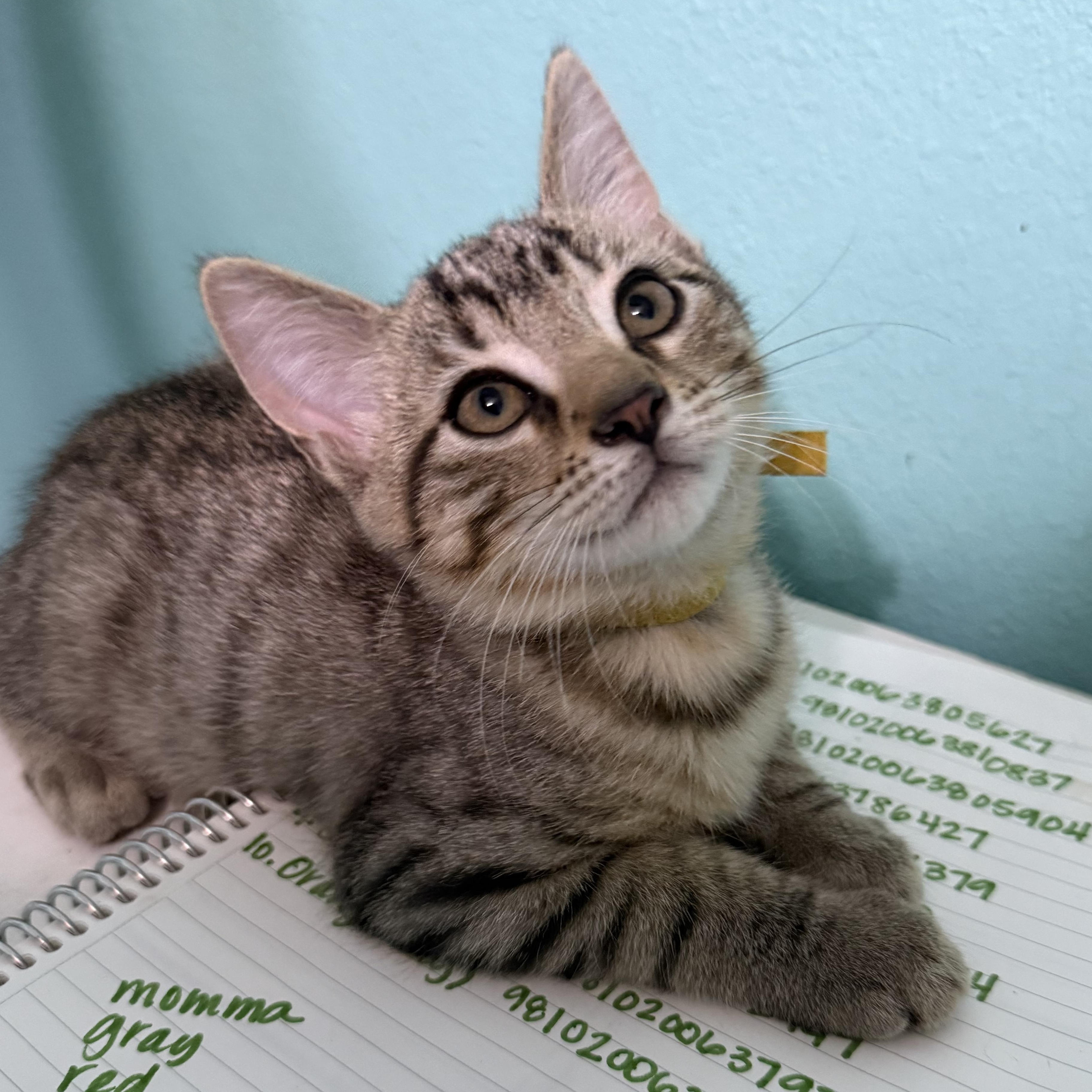 Enlarge Benedict, a Adoptable mixed breed in Omaha, NE image 2/4