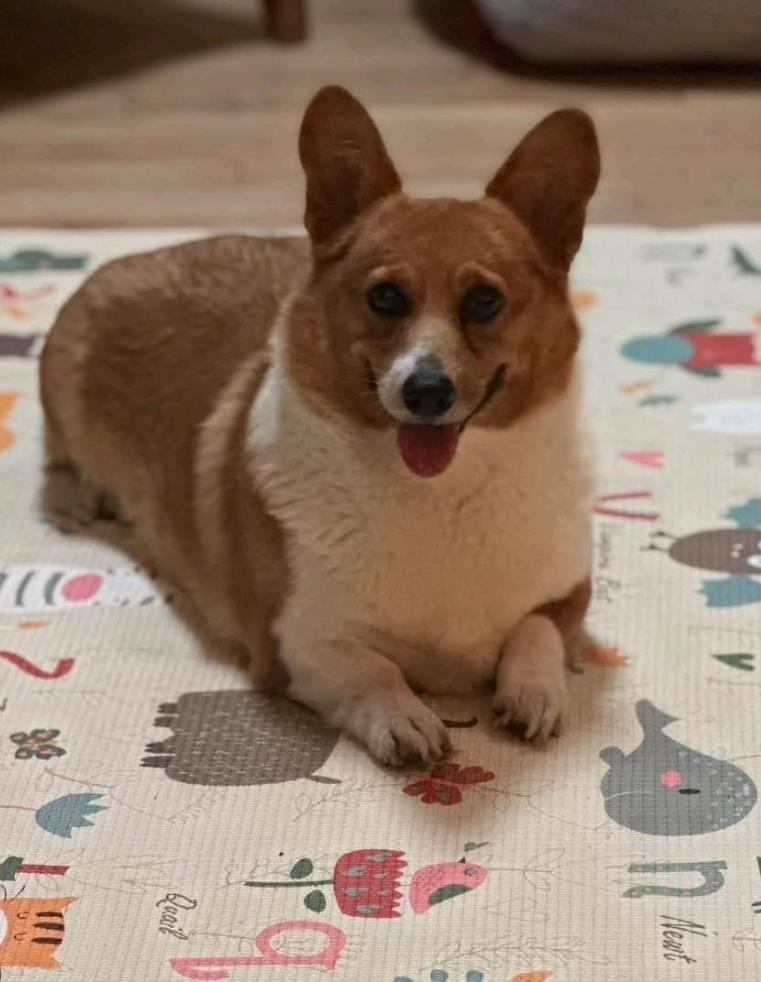 Enlarge Maple Mae McShortlegs-Corgi, a Adoption Pending Pembroke Welsh Corgi in Torrington, CT image 2/6