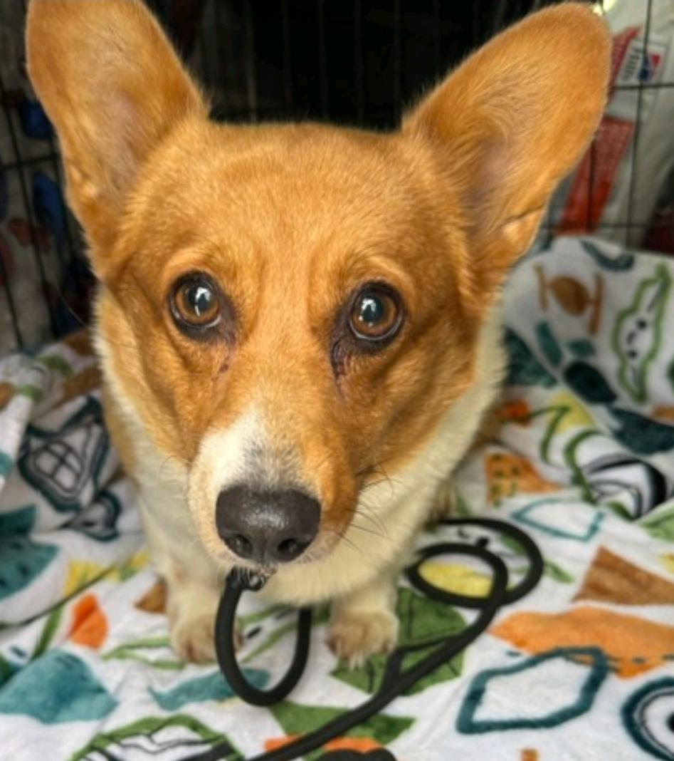 Enlarge Maple Mae McShortlegs-Corgi, a Adoption Pending Pembroke Welsh Corgi in Torrington, CT image 5/6