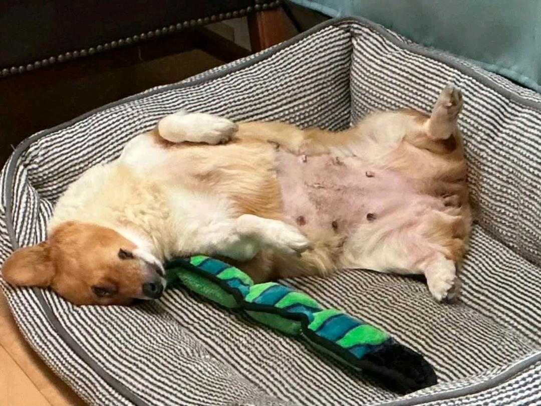 Enlarge Maple Mae McShortlegs-Corgi, a Adoption Pending Pembroke Welsh Corgi in Torrington, CT image 6/6