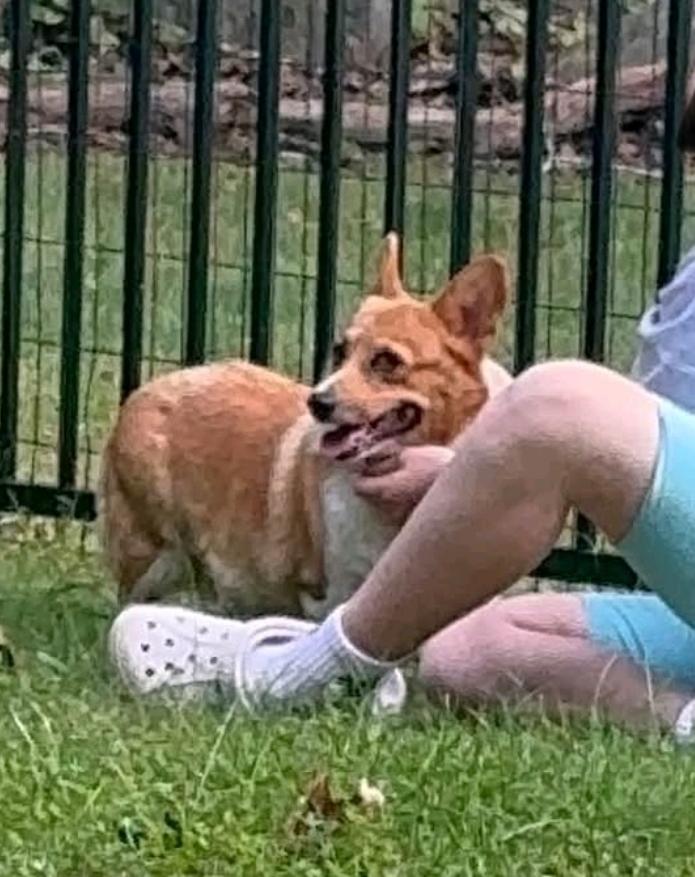 Enlarge Maple Mae McShortlegs-Corgi, a Adoption Pending Pembroke Welsh Corgi in Torrington, CT image 3/6