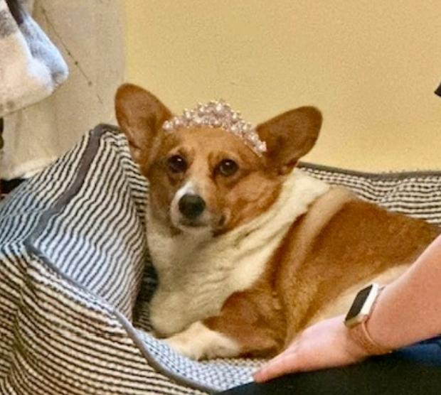 Maple Mae McShortlegs-Corgi, Adoptable, Young Female Pembroke Welsh Corgi.