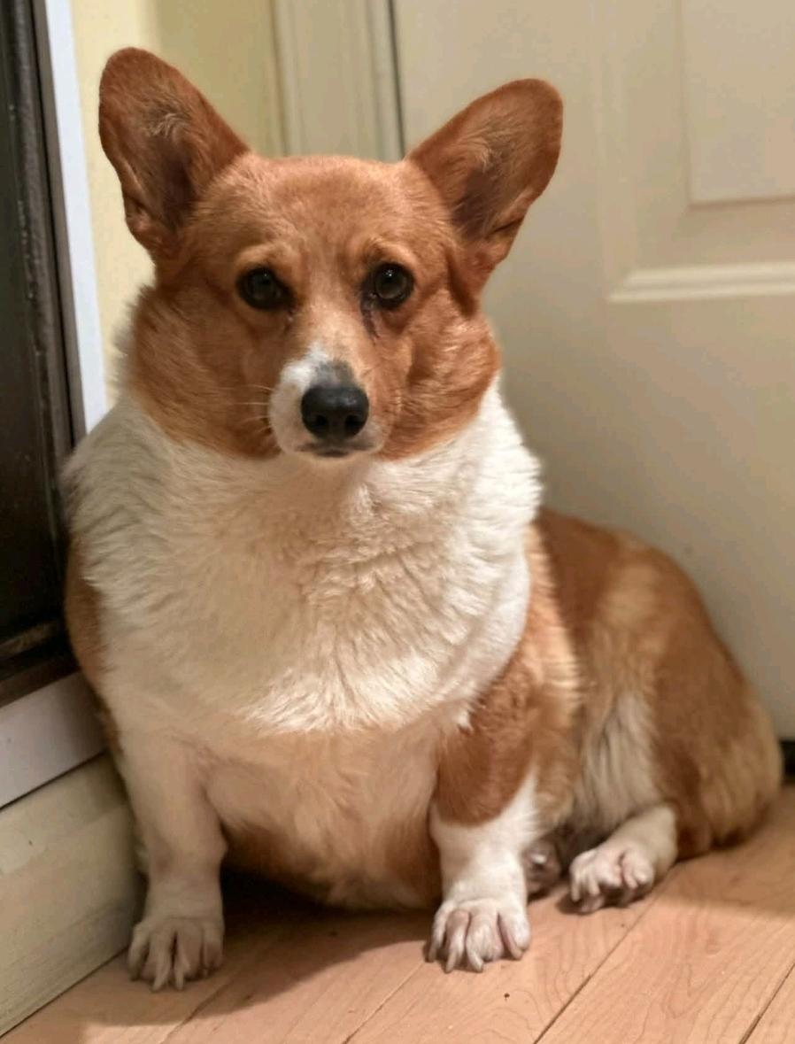 Enlarge Maple Mae McShortlegs-Corgi, a Adoption Pending Pembroke Welsh Corgi in Torrington, CT image 4/6