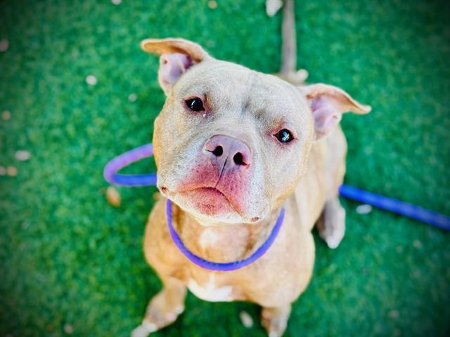 CASSIUS, Adoptable, Adult Male Pit Bull Terrier.