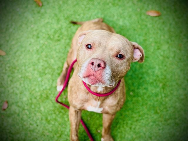 Enlarge CASSIUS, a Adoptable Pit Bull Terrier in Orlando, FL image 1/1