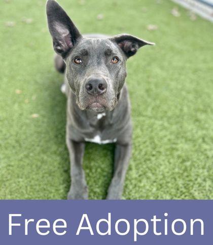 Enlarge Jules, a Adoptable mixed breed in Grapevine, TX image 1/3