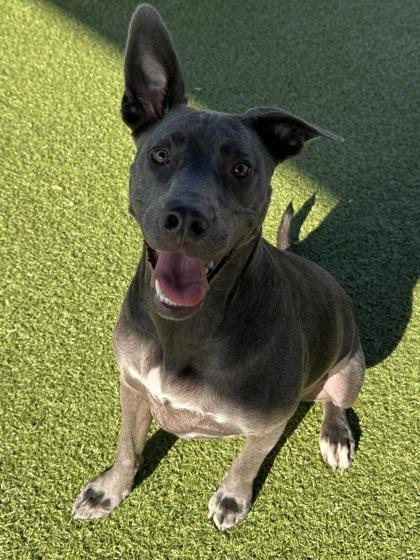 Jules, a Adoptable mixed breed in Grapevine, TX image 1/3