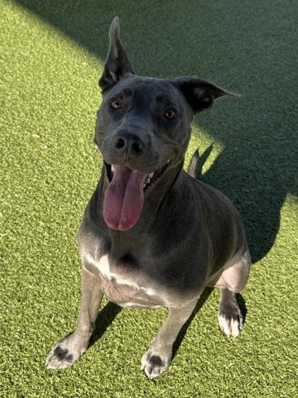 Jules, a Adoptable mixed breed in Grapevine, TX image 2/3