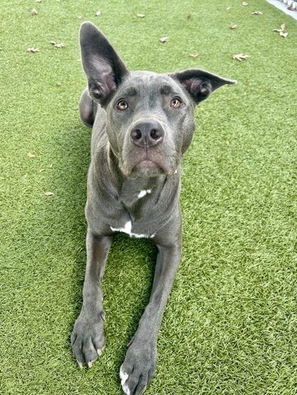 Enlarge Jules, a Adoptable mixed breed in Grapevine, TX image 2/3