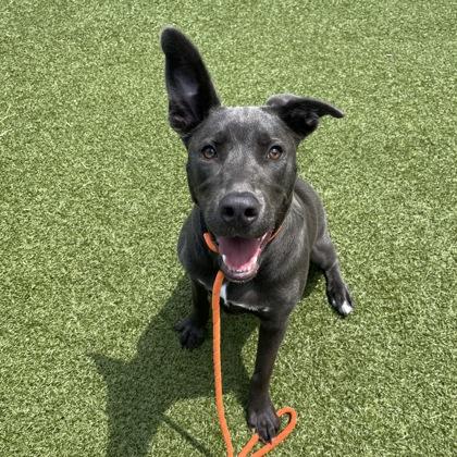 Jules, a Adoptable mixed breed in Grapevine, TX image 3/3