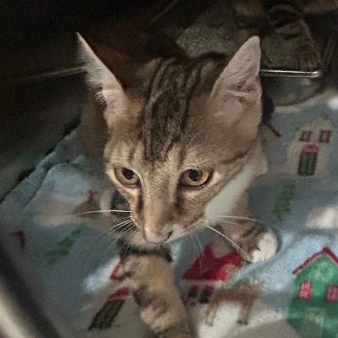 Enlarge Frack, a Adoptable Domestic Short Hair in Carlyle, IL image 1/1