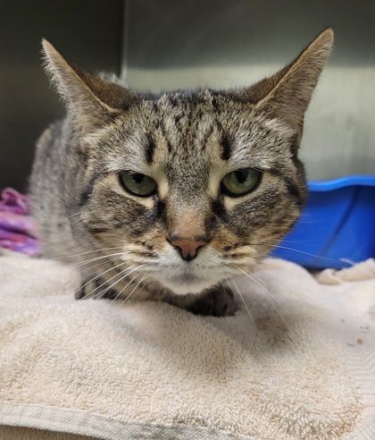 Nancy, Senior Female Domestic Short Hair