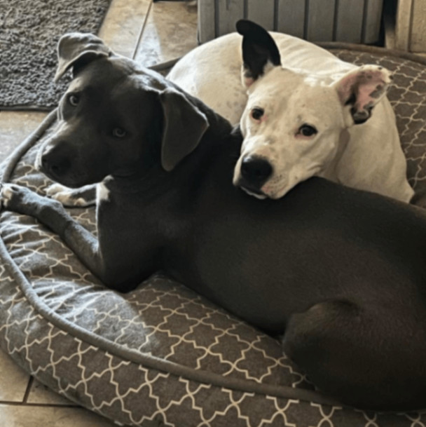 Asta KR, Adult Female Blue Lacy