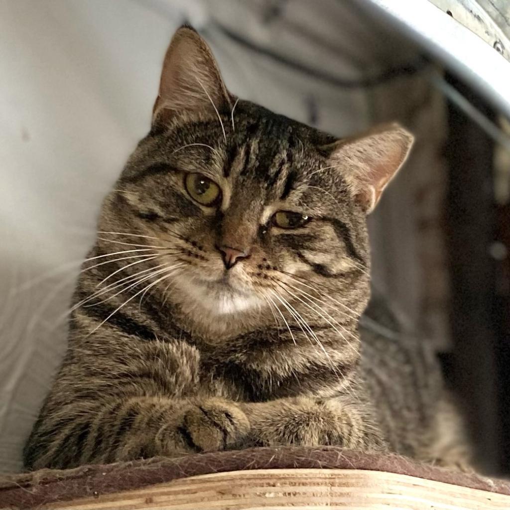 Salmon, Adoptable, Adult Female Domestic Short Hair.