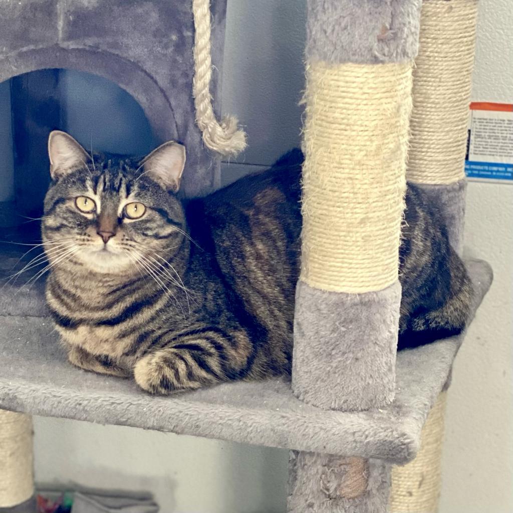 Enlarge Salmon, a Adoptable Domestic Short Hair in Gibsonia, PA image 2/6