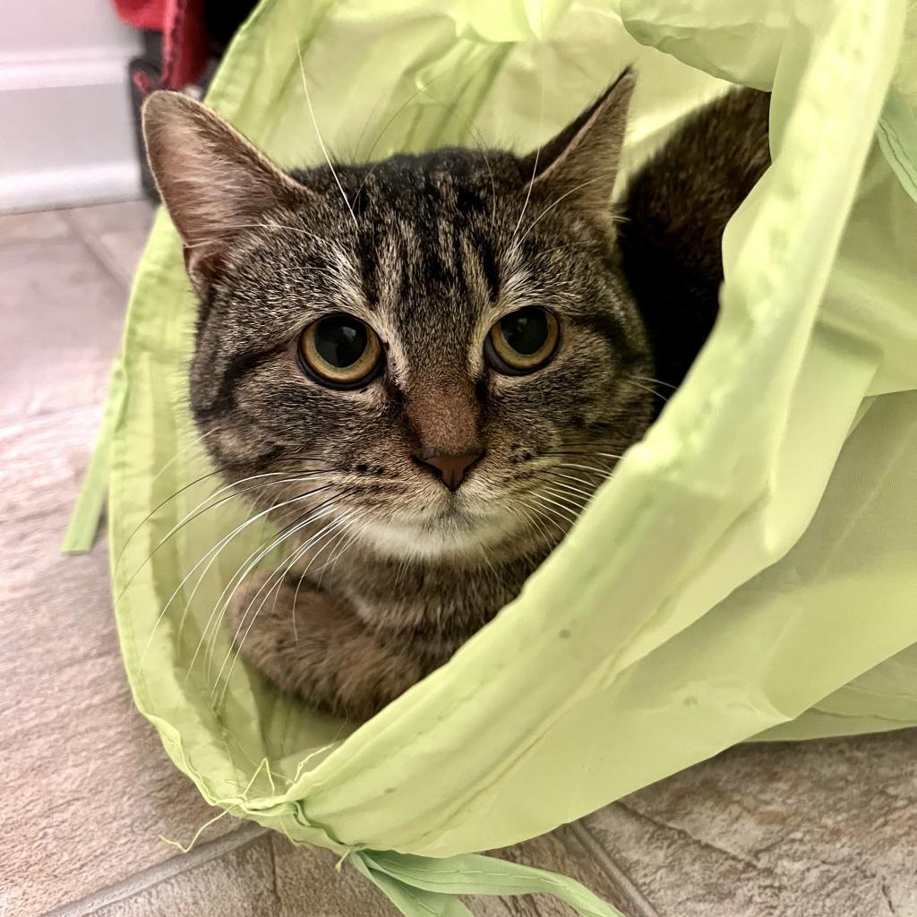 Enlarge Salmon, a Adoptable Domestic Short Hair in Gibsonia, PA image 3/6