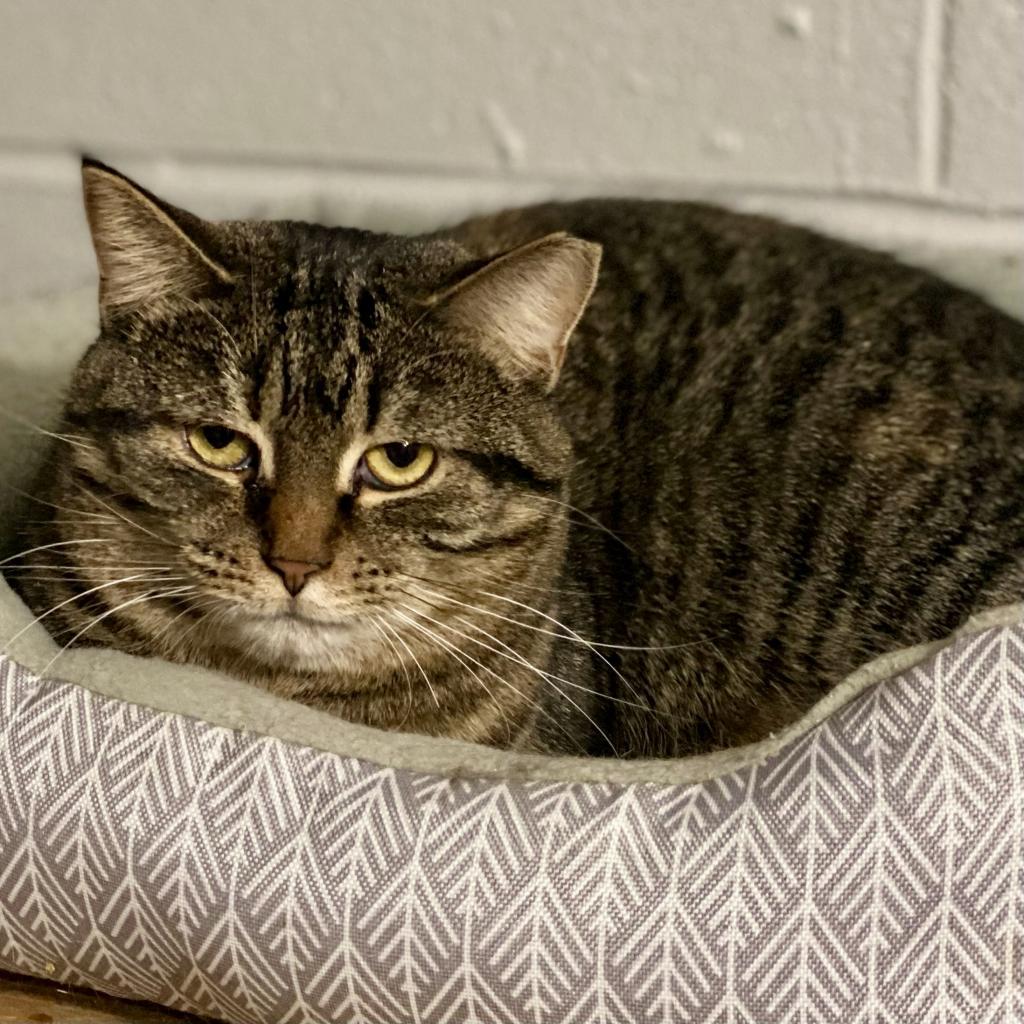 Enlarge Salmon, a Adoptable Domestic Short Hair in Gibsonia, PA image 4/6