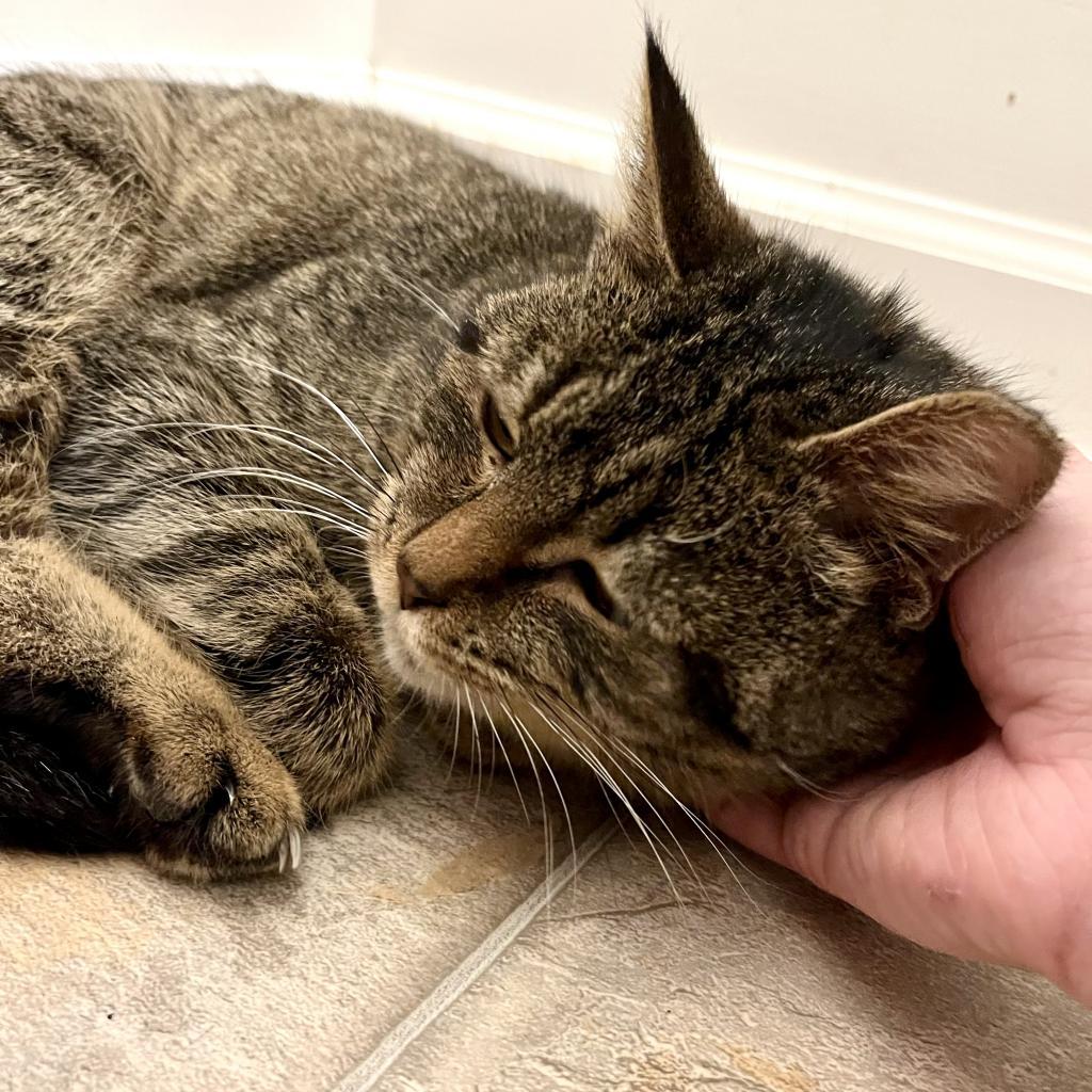 Enlarge Salmon, a Adoptable Domestic Short Hair in Gibsonia, PA image 5/6