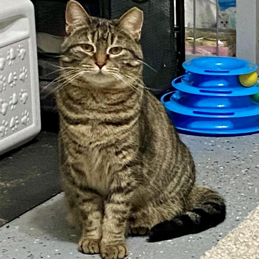 Enlarge Salmon, a Adoptable Domestic Short Hair in Gibsonia, PA image 6/6