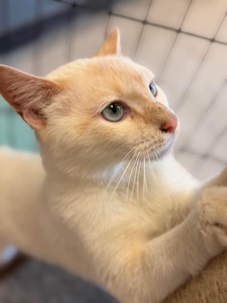 Kandy, Adoptable, Young Female Siamese.