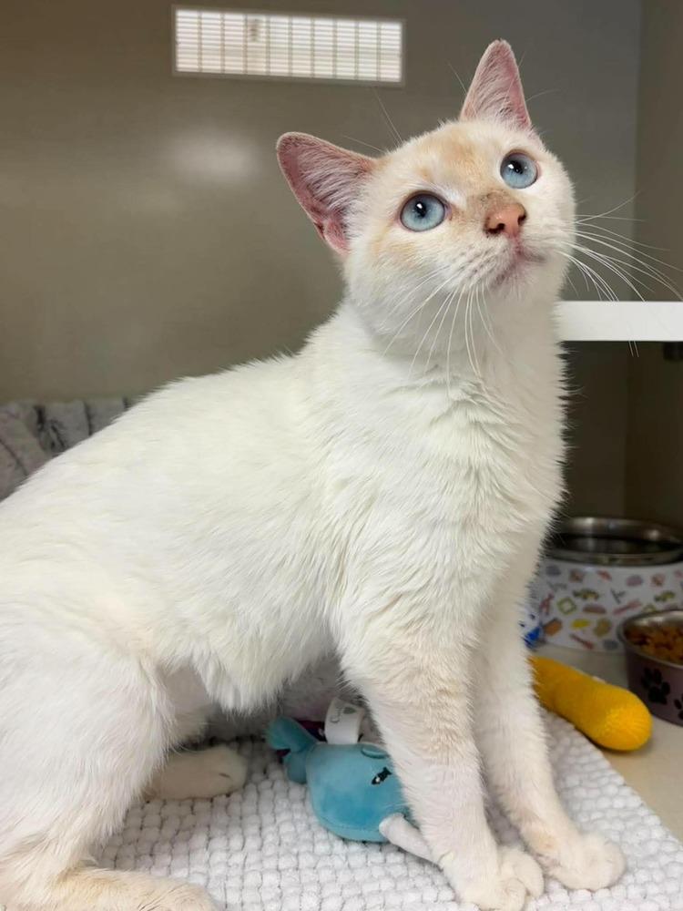 Enlarge Kandy, a Adoptable Siamese in Chicago, IL image 2/6