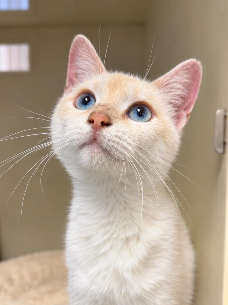 Enlarge Kandy, a Adoptable Siamese in Chicago, IL image 3/6