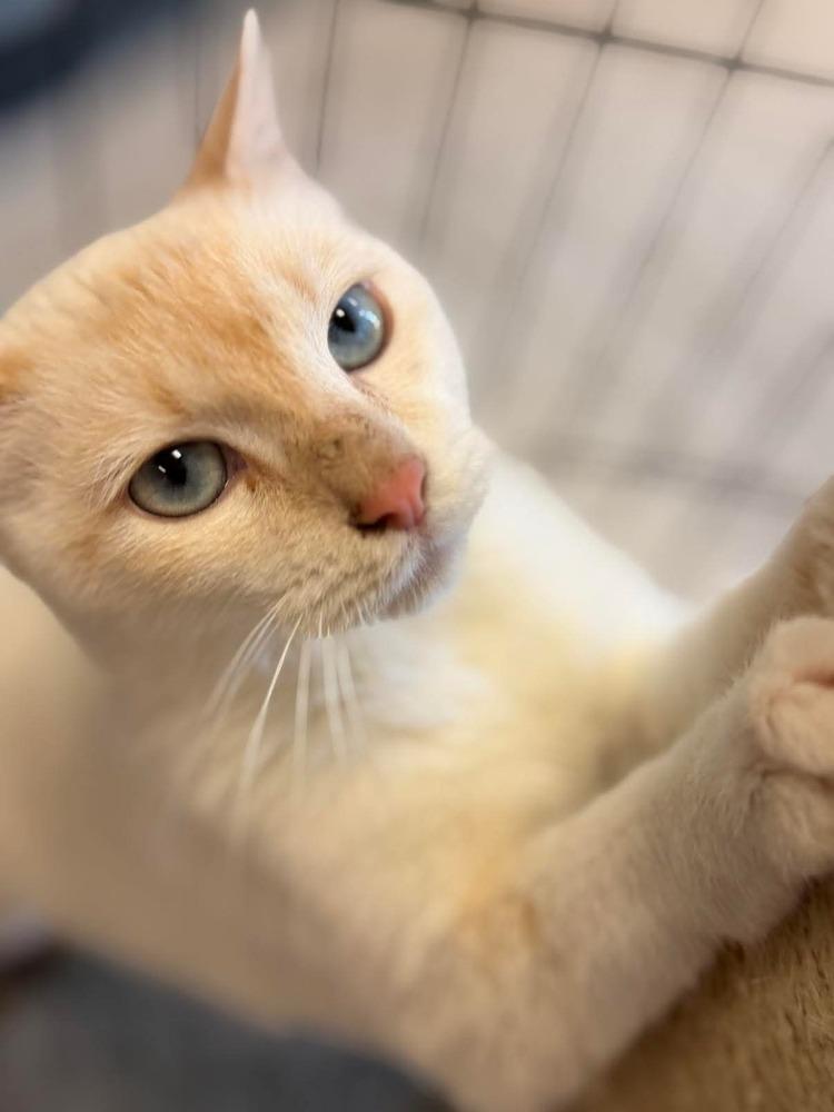 Enlarge Kandy, a Adoptable Siamese in Chicago, IL image 5/6