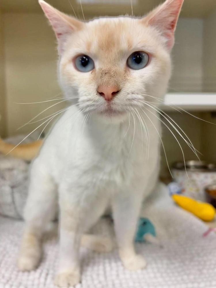 Enlarge Kandy, a Adoptable Siamese in Chicago, IL image 6/6