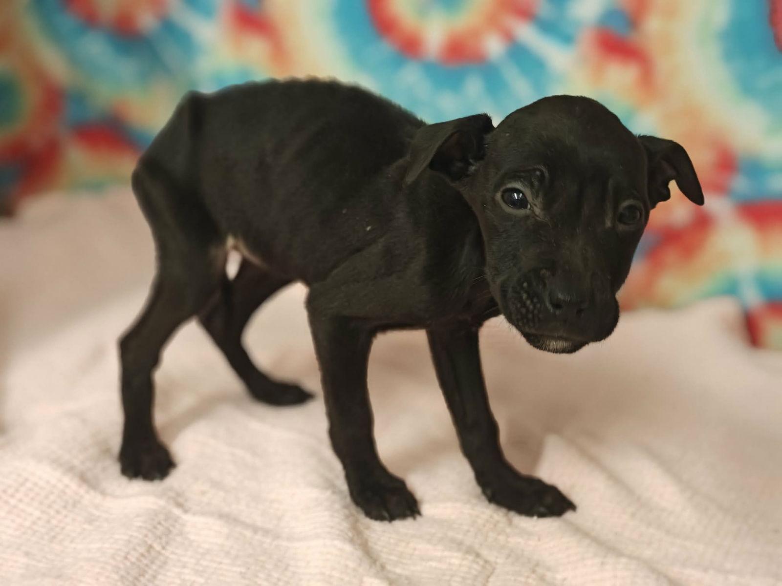 Quimby * — thumbnail 3