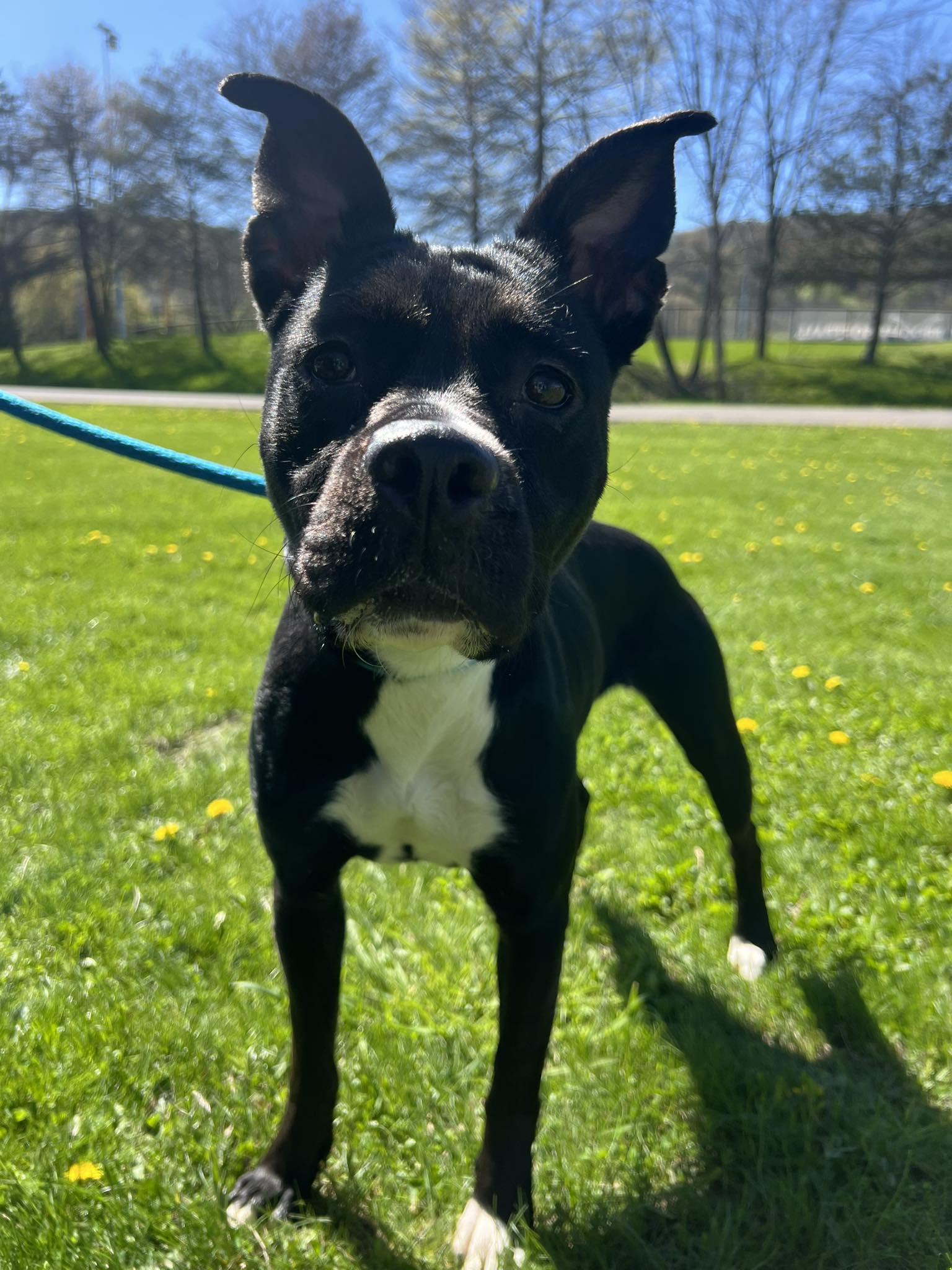 Tabitha, Adoptable, Adult Female American Staffordshire Terrier.