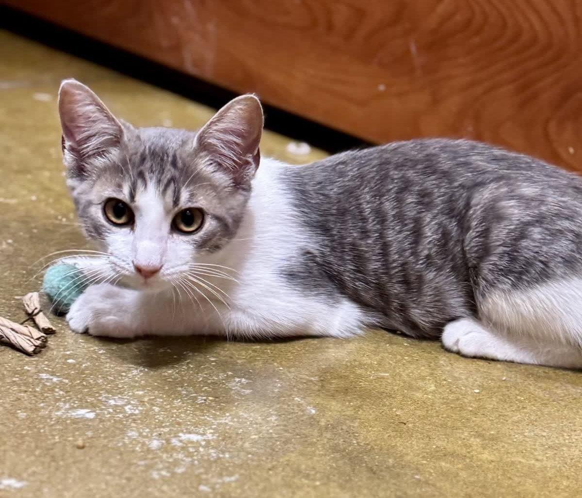 Mike, Adoptable, Young Male Domestic Short Hair & Tabby.