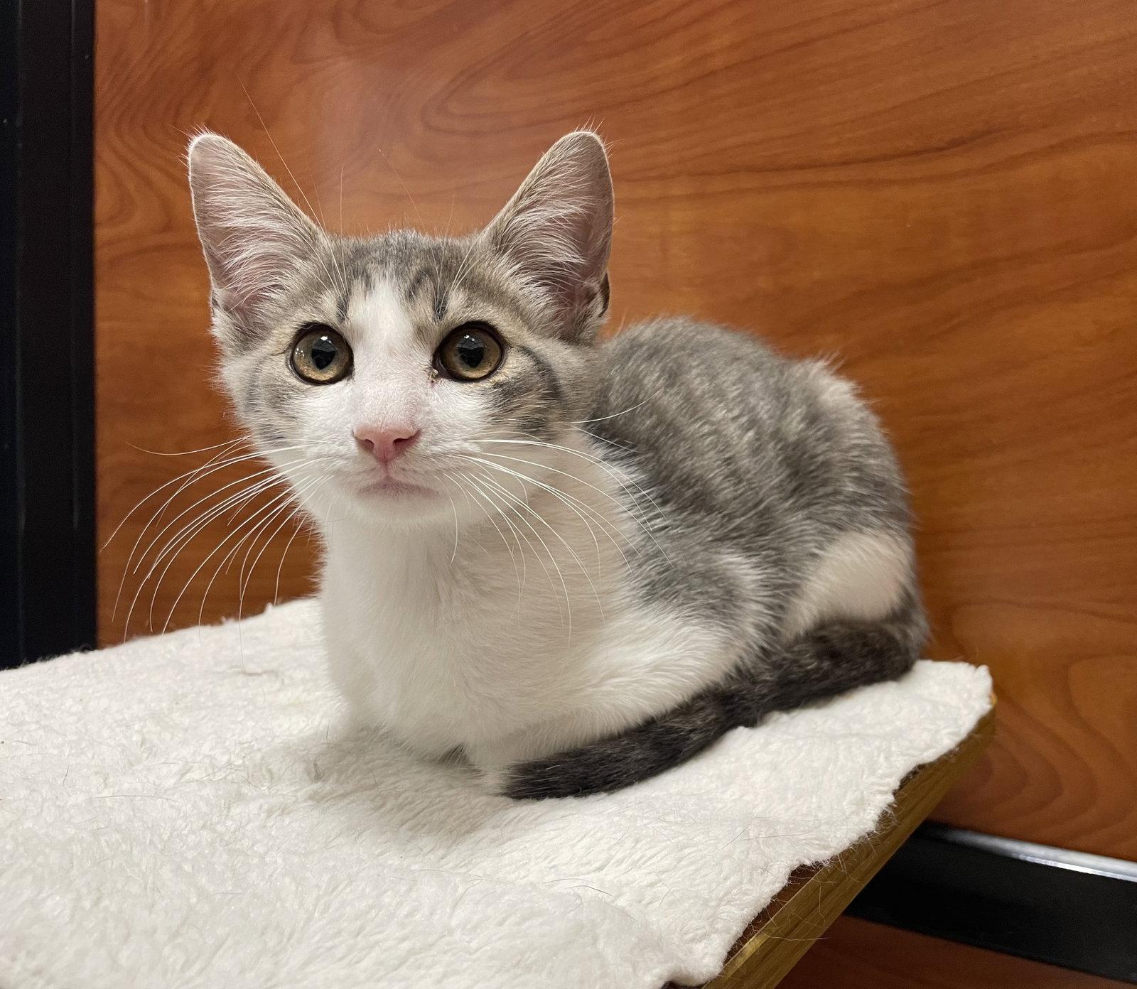 Mike, a Adoptable mixed breed in Oxford, MS image 2/3