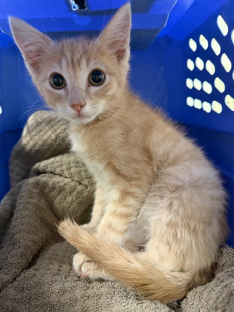 Forest Stump, Adoptable, Kitten Male Domestic Short Hair.