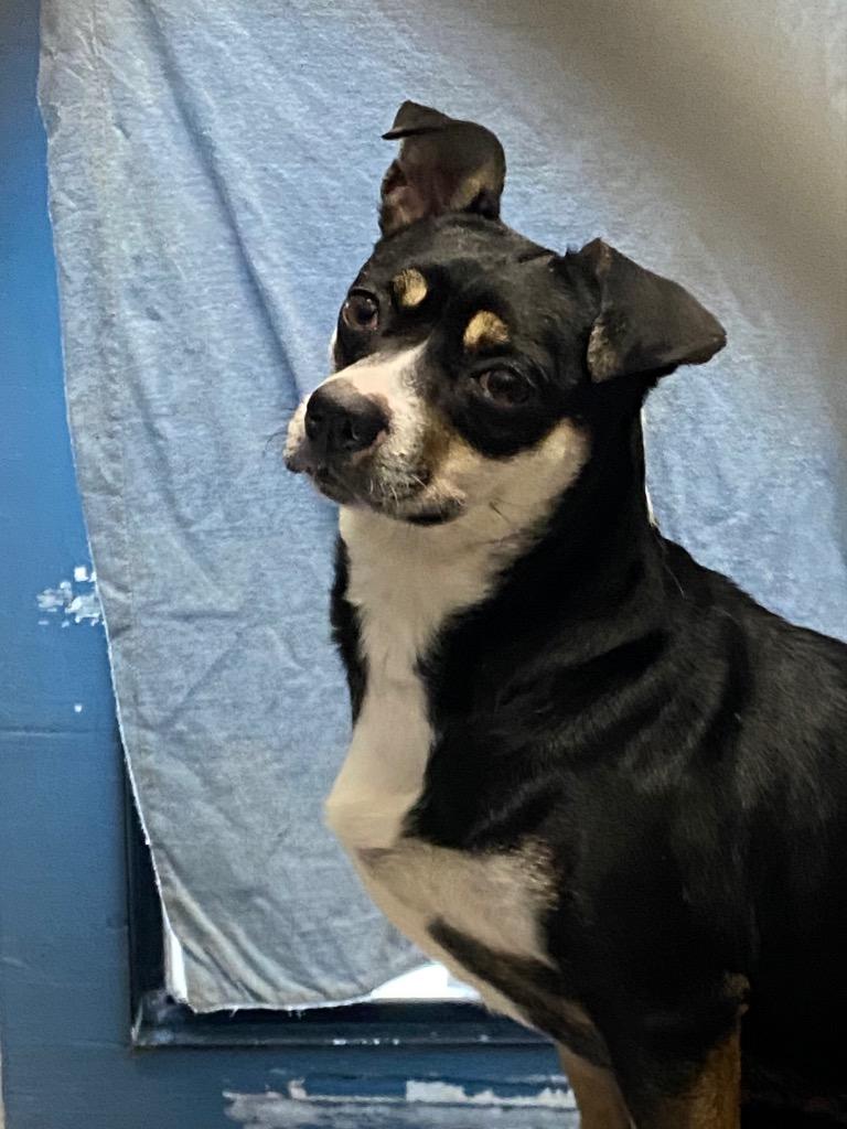Lisa, Adoptable, Adult Female Terrier.