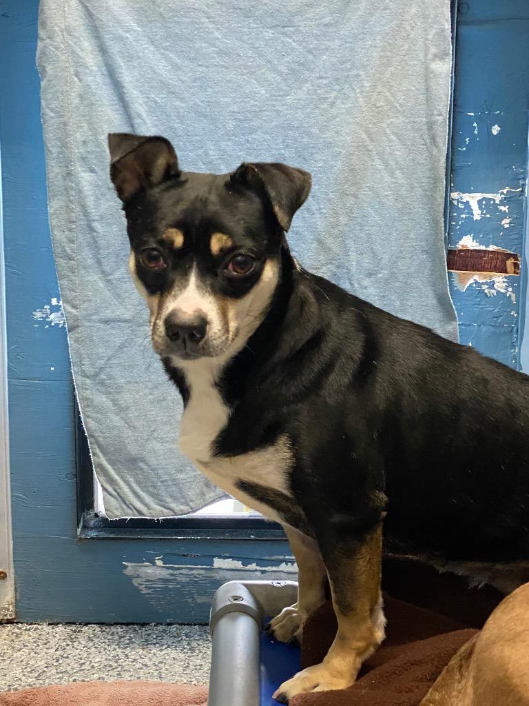 Enlarge Lisa, a Adoptable Terrier in Grants Pass, OR image 3/5