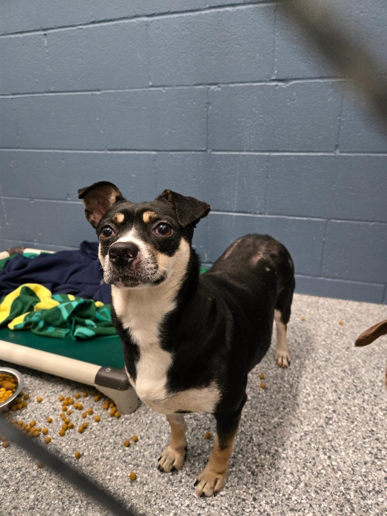 Enlarge Lisa, a Adoptable Terrier in Grants Pass, OR image 4/5