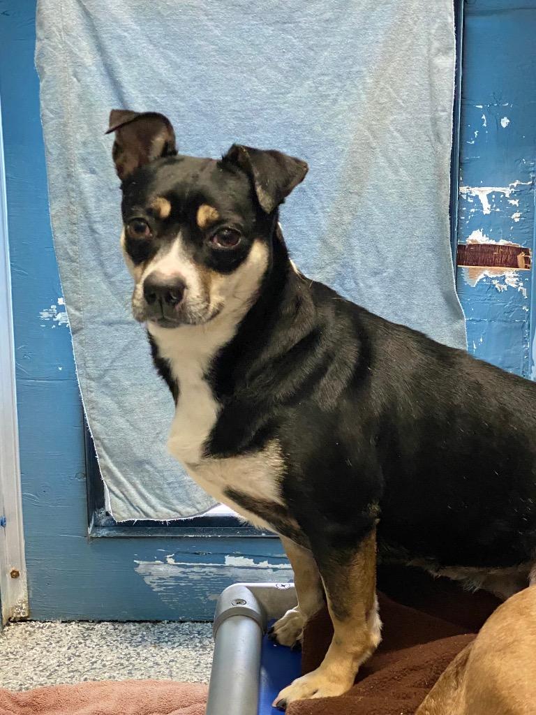 Enlarge Lisa, a Adoptable Terrier in Grants Pass, OR image 5/5