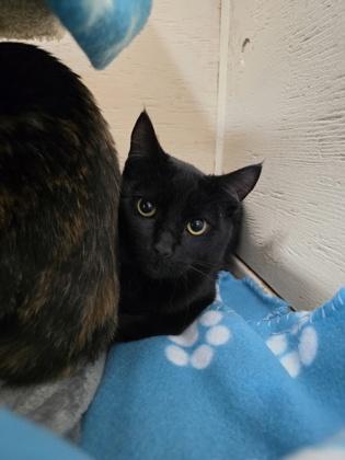 Natty, adopted, Young Male Domestic Short Hair.