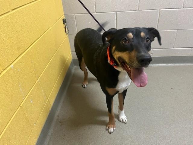 LUKA, Adoptable, Young Male German Shepherd Dog & Mixed Breed.