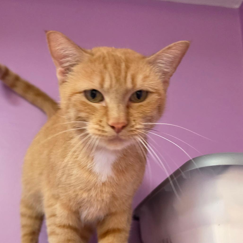Enlarge Tilapia, a Adoptable Domestic Short Hair in Grinnell, IA image 1/3